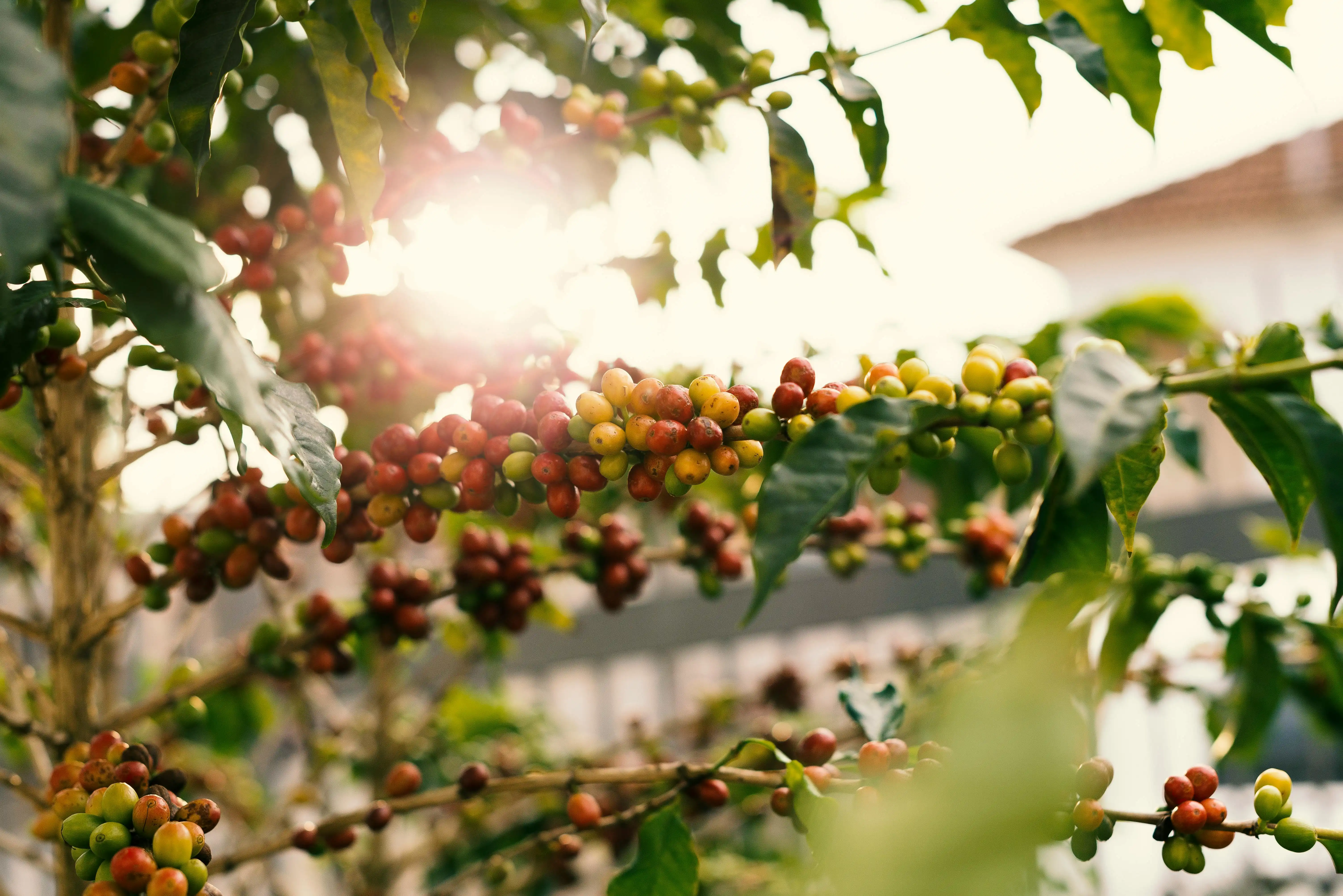 Coffee Tree