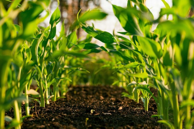 Agriculture and Forestry